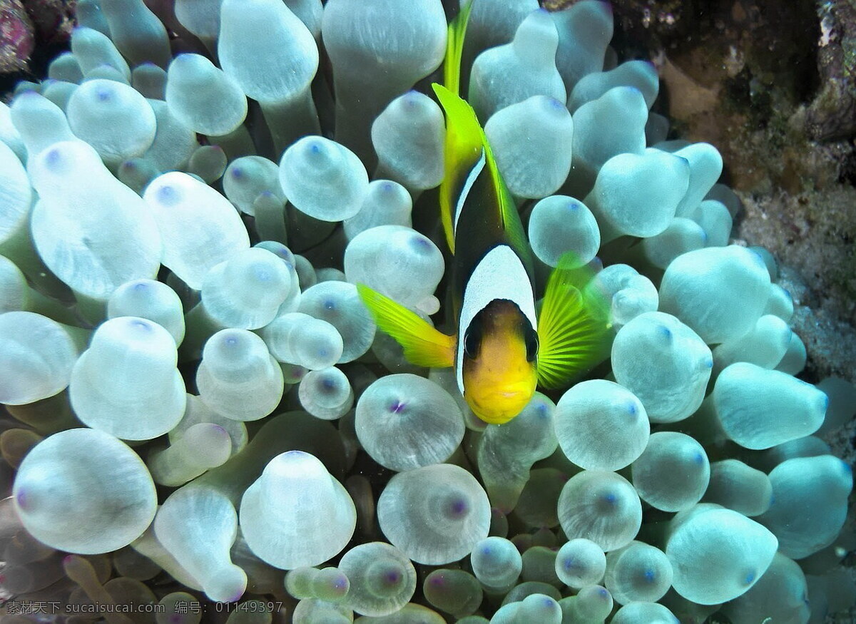 美丽 海底 海藻 小鱼 黑双带小丑鱼 海葵鱼 小丑鱼 海鱼