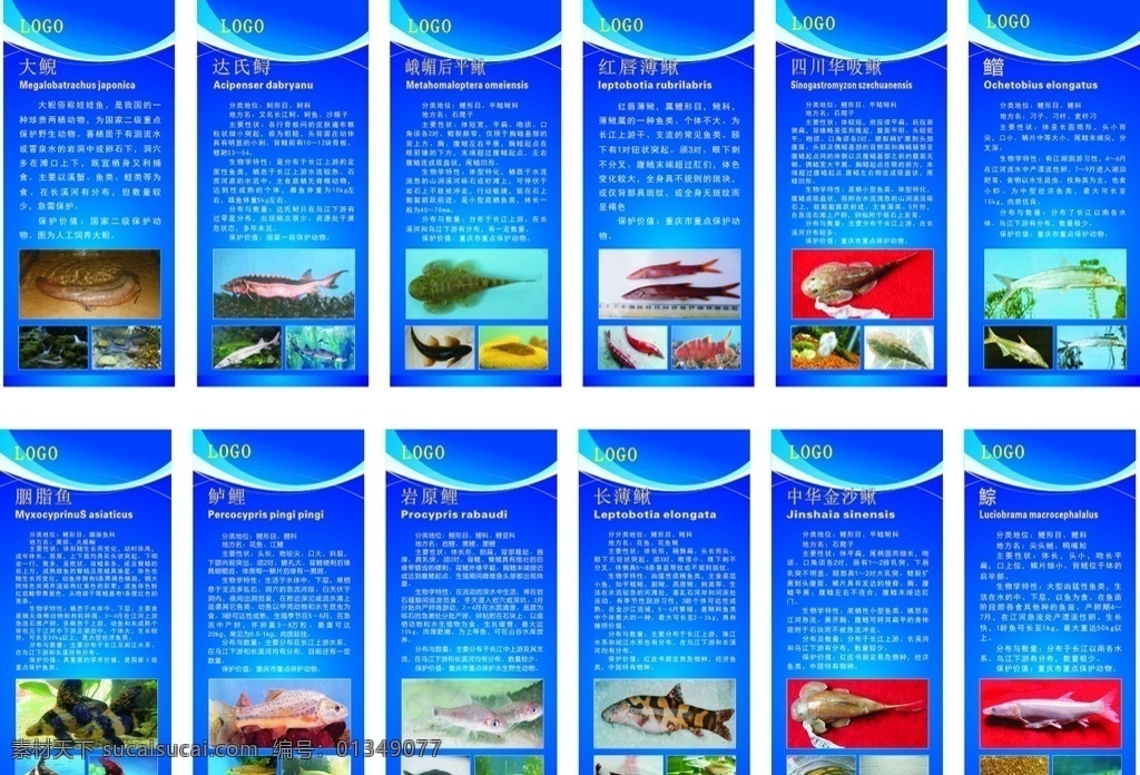 各种鱼类展架 展架 鱼类 保护 介绍 各种