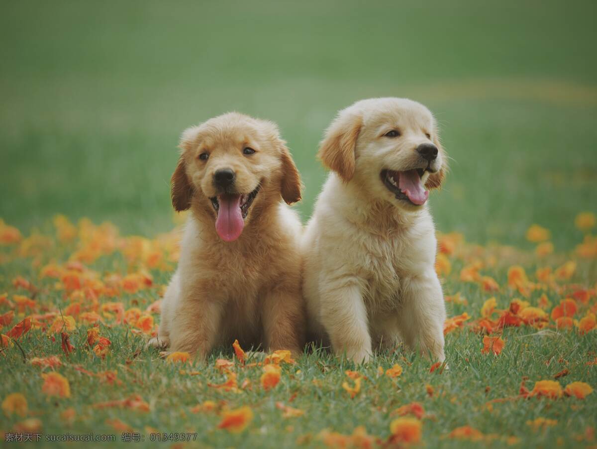 犬 宠物 动物 美丽 宠物狗 哺乳动物 有趣 伙伴 毛孩 可爱 搞笑 萌宠 汪星人 生物世界 家禽家畜