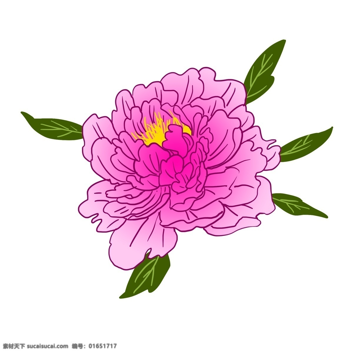 工笔 富贵 牡丹 插画 绿色的叶子 洛阳的牡丹 粉色的牡丹 漂亮的牡丹 卡通插画 手绘牡丹插画