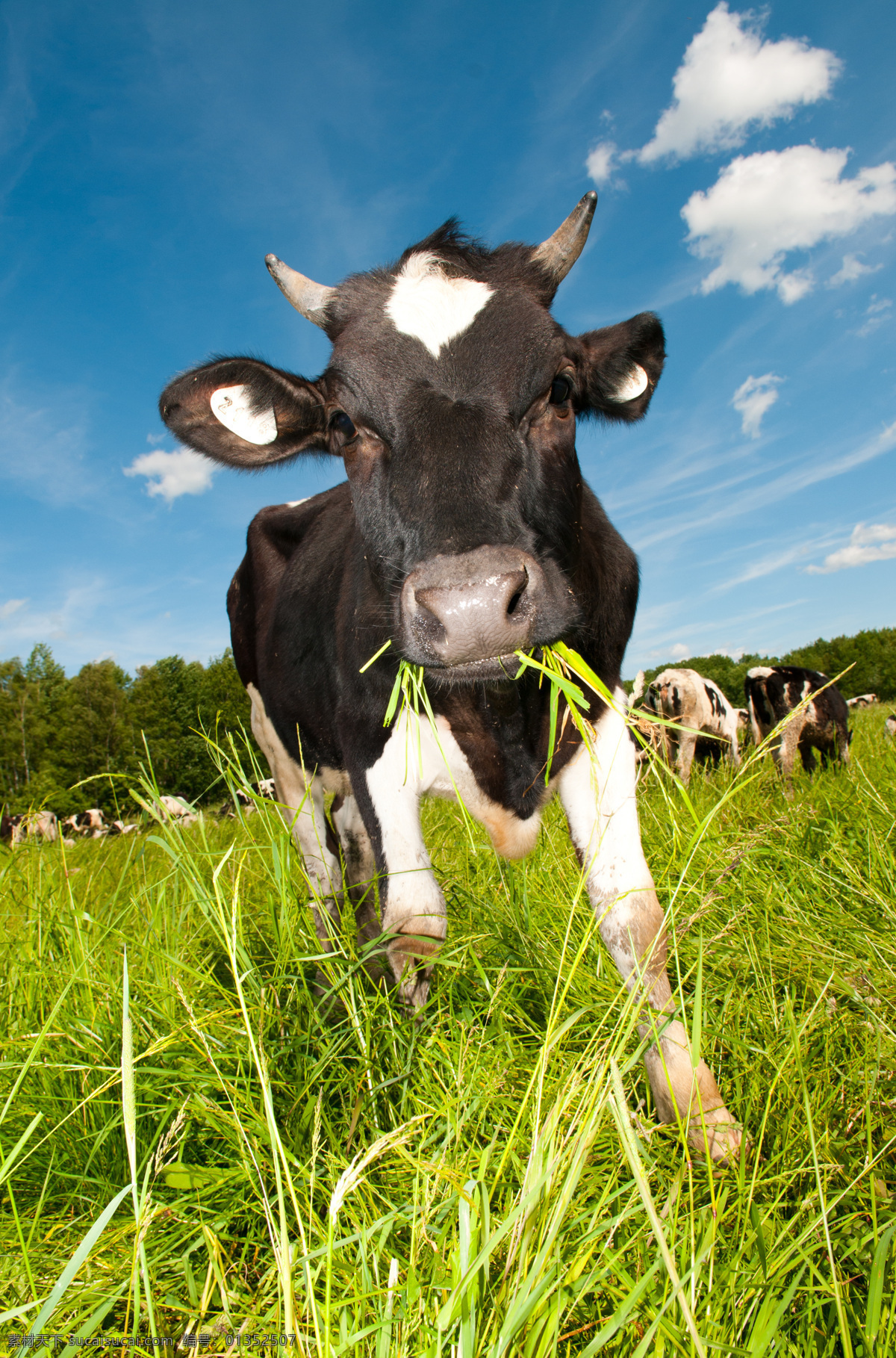 可爱奶牛 奶牛 花斑奶牛 可爱 黑白奶牛 花奶牛 大奶牛 吃草的奶牛 母牛 小草 草地 家禽家畜 动物矢量 生物世界