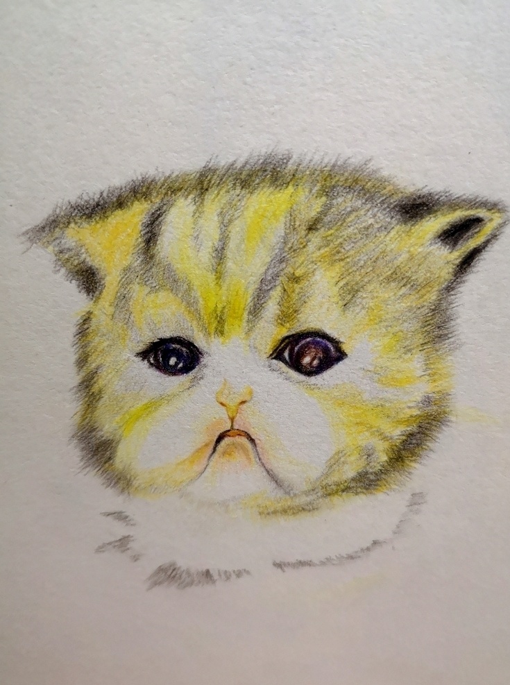 猫 手绘 彩铅画 可爱 小猫