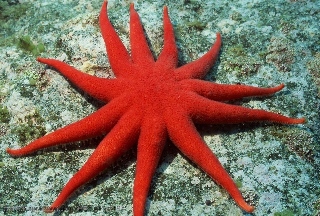海星 珊瑚虫 珊瑚 海洋世界 海底 海底生物 海洋 海洋生物 生物世界