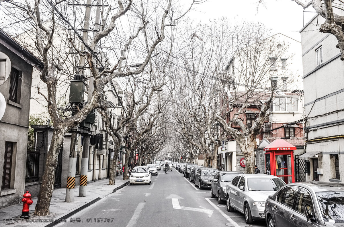 上海 旧 马路 冬季 旧马路 梧桐树 树木 国内旅游 旅游摄影 灰色