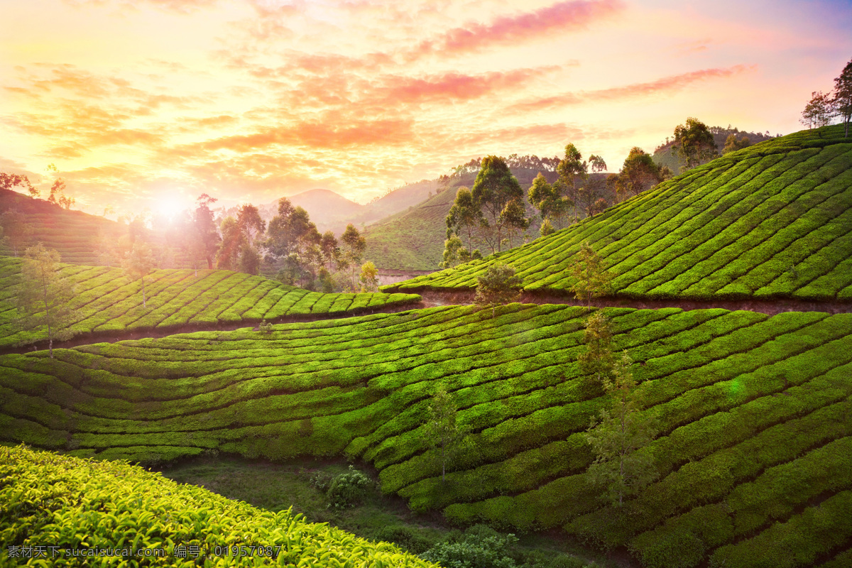 茶山 风景摄影 茶叶 喀拉拉邦 印度风光 美丽景色 美丽风景 美景 田园风光 风景图片