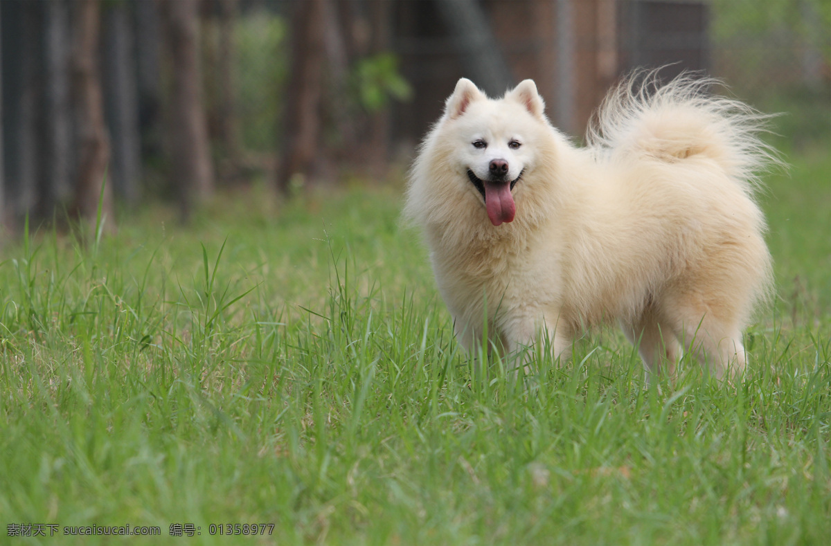 宠物 宠物狗 萨摩耶犬 狗狗 白色狗 生物世界 家禽家畜