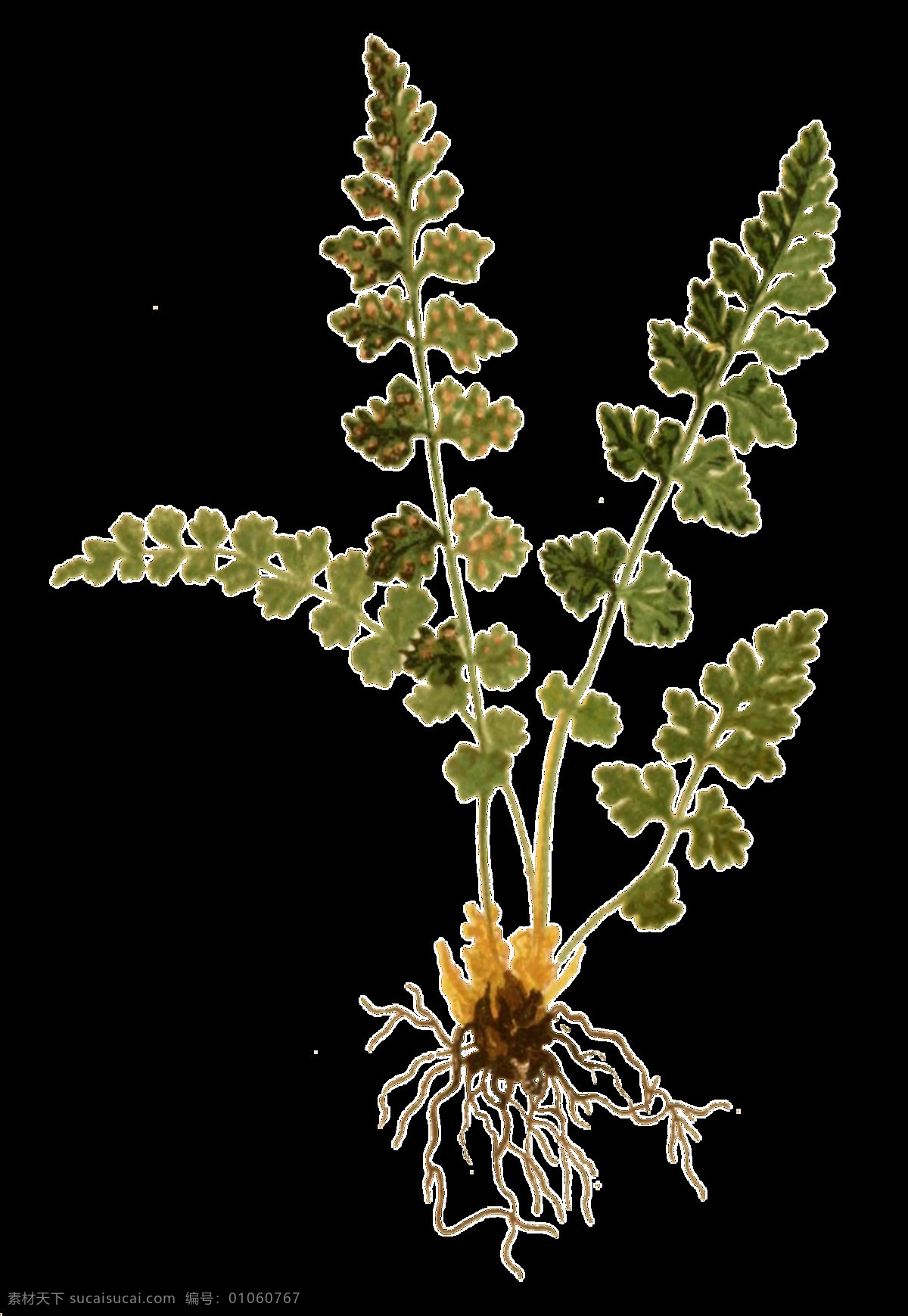 手绘 水彩 花草 透明 装饰 根部 根茎 绿叶 免扣素材 透明素材 植物 装饰图片