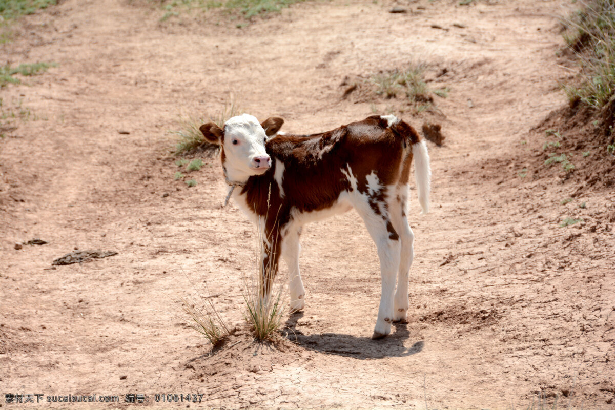 小牛 小牛犊 牛犊 乳牛 牛 犊子 美丽新疆 生物世界 野生动物