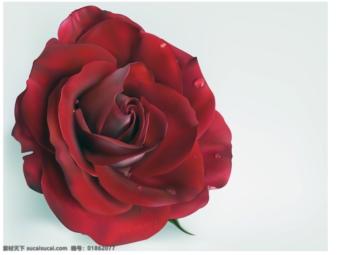 矢量 逼真 玫瑰 花卉 花朵 设计素材 鲜花 装饰花纹 矢量平面 矢量图 其他矢量图
