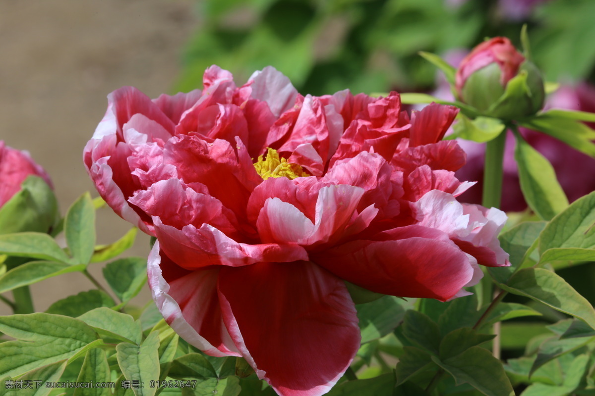 牡丹花 牡丹 观赏花卉 鼠姑 木芍药 百雨金 洛阳花 花朵 花瓣 花蕊 花卉 花儿 花草 植物 园林绿化 绿化景观 芍药牡丹 生物世界