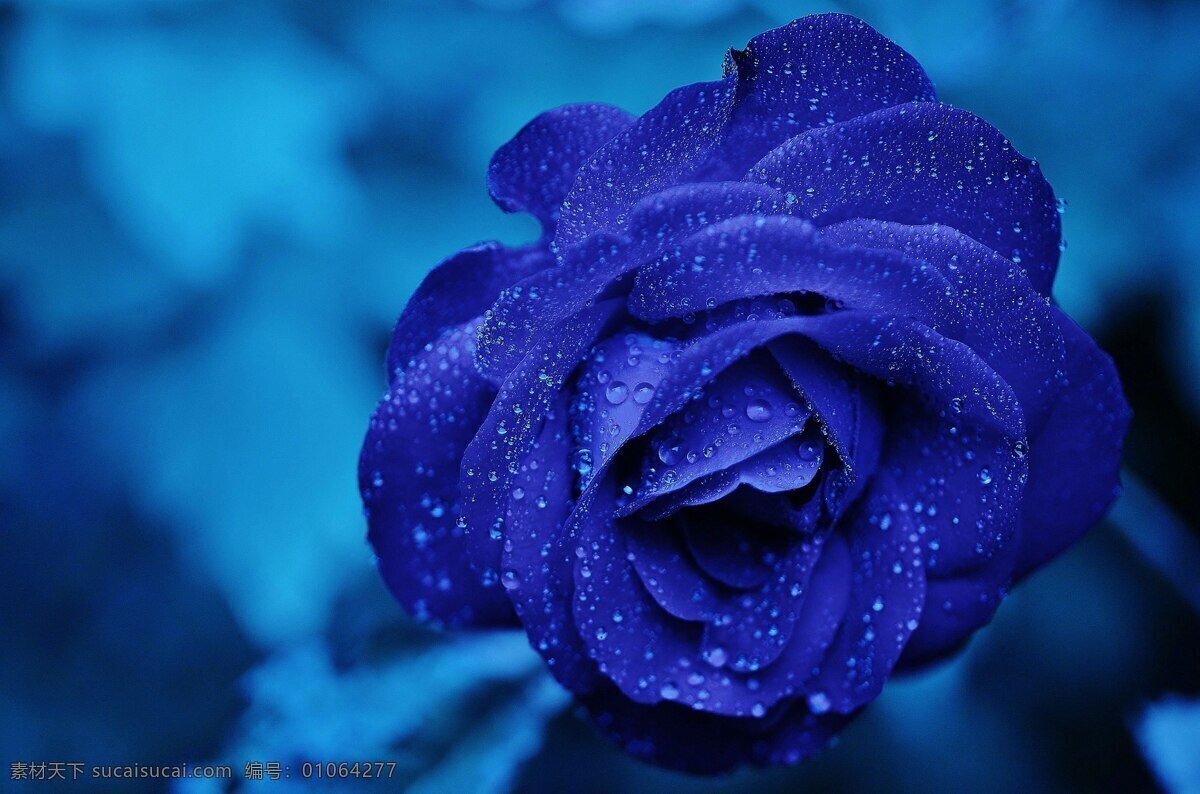 蓝色 玫瑰 蓝玫瑰 植物 花 壁纸 生物世界 花草