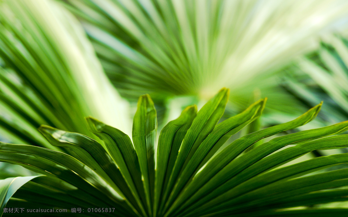 碧草 花草 生物世界