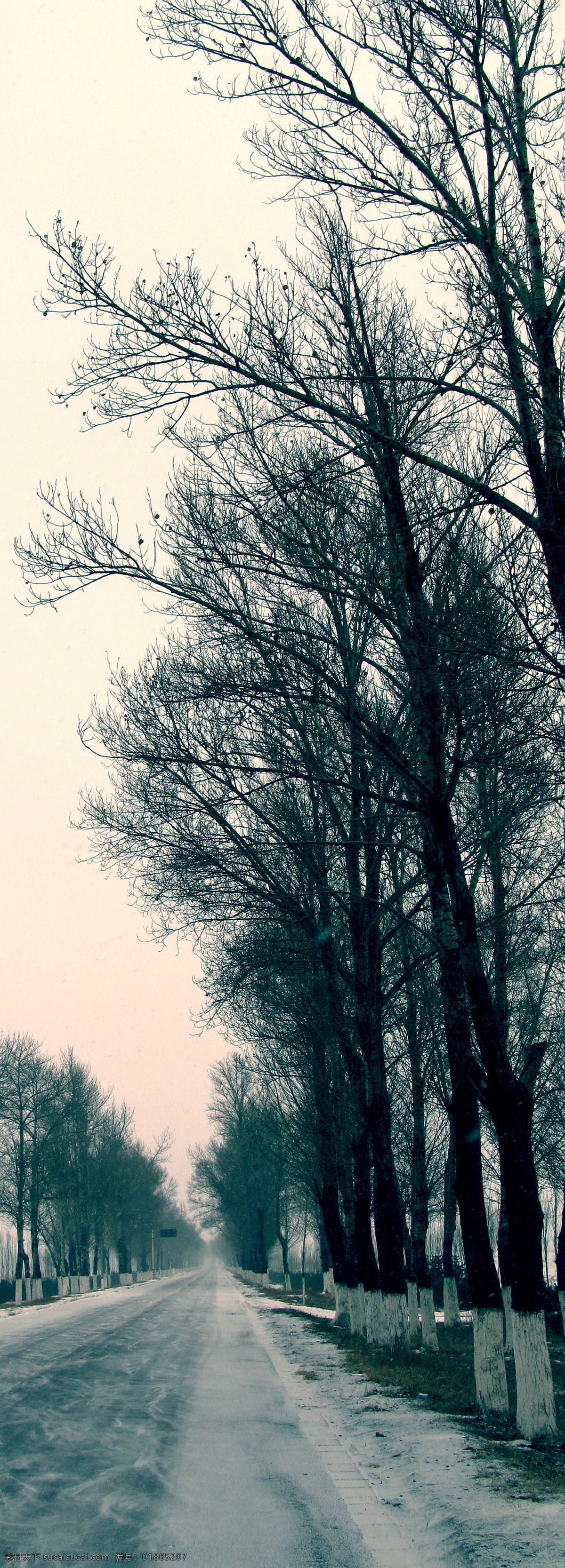 寒冷的马路 马路 冬天 雪景 公路 道路 树木 成排的树 枯树 风光摄影 自然风景 自然景观