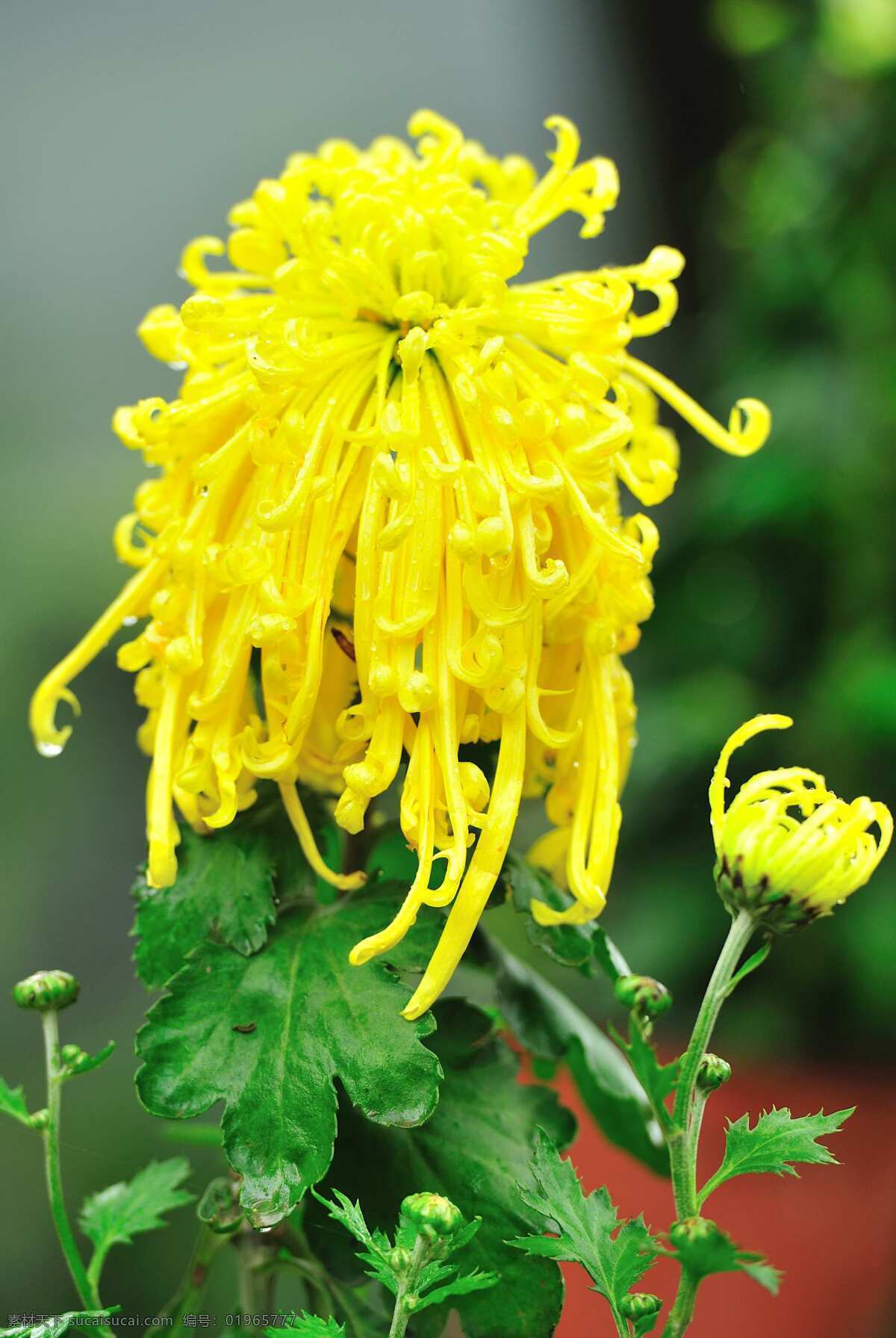 黄菊 植物 菊科 高贵 淡雅 花中君子 花草 生物世界 黄色