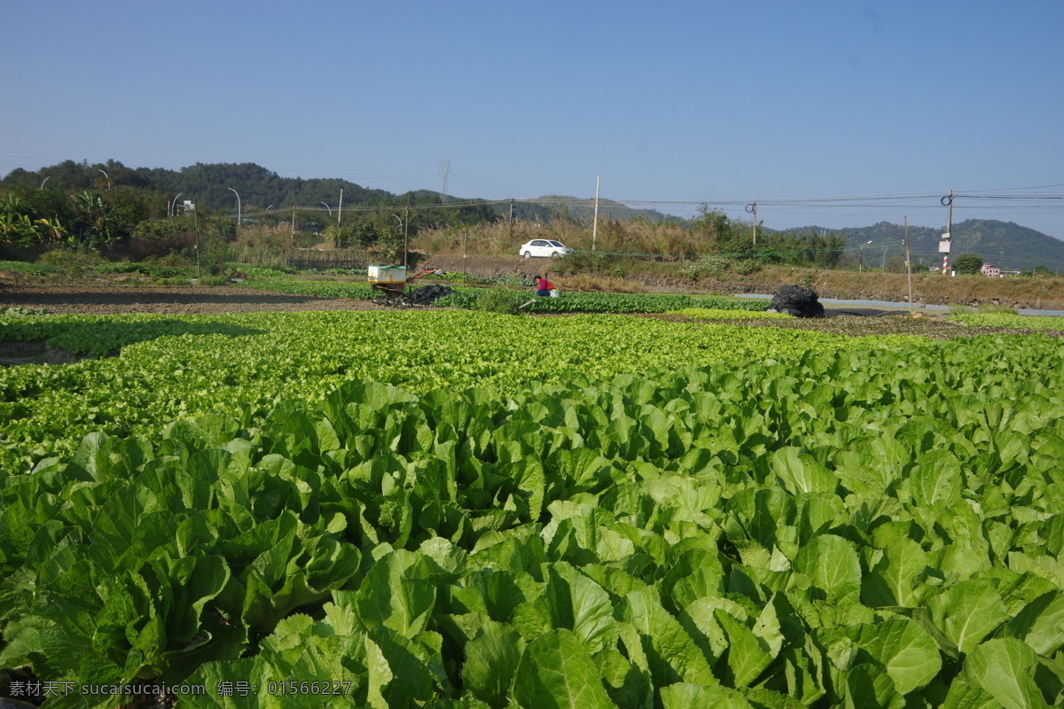 蔬菜种植园 种植业 蔬菜园 有机蔬菜 菜农 山地 小车 道路 电杆 电线 蓝天 白云 旅游摄影 国内旅游