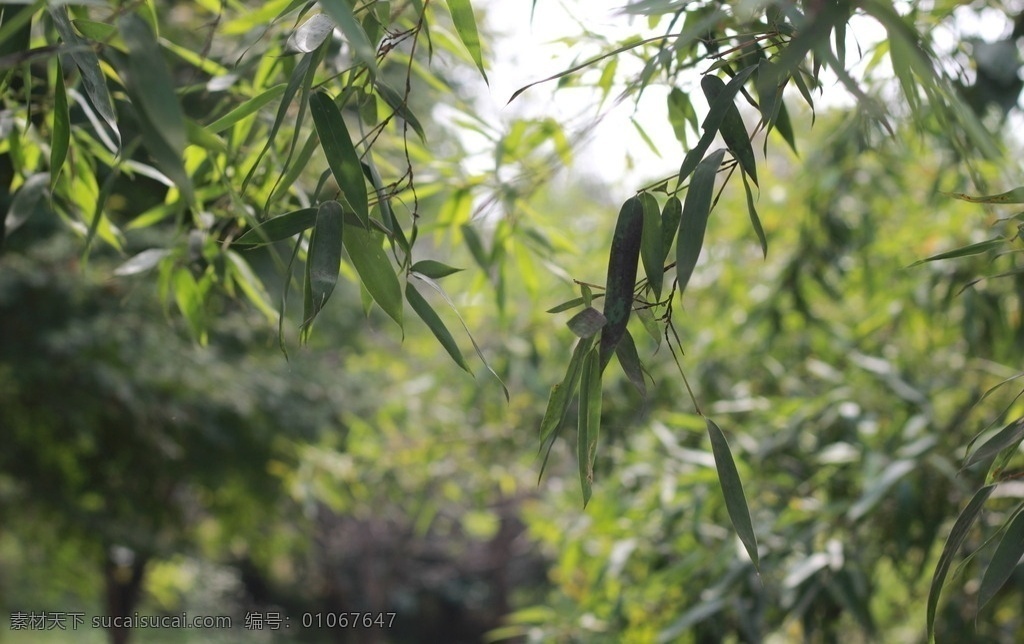 竹子 竹叶 绿竹 竹子树 竹林 树 叶 生物世界 树木树叶