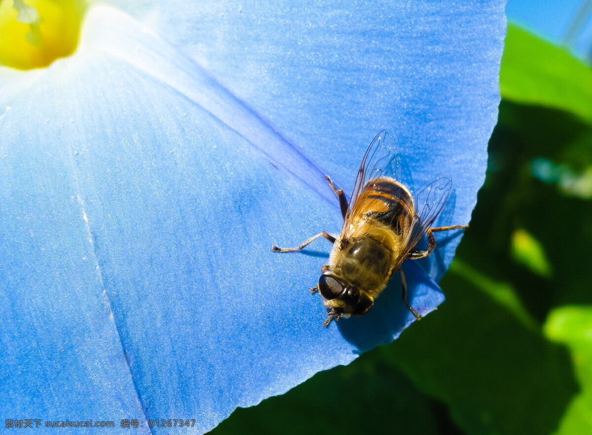 采花 蜜蜂 小蜜蜂 昆虫 采蜜