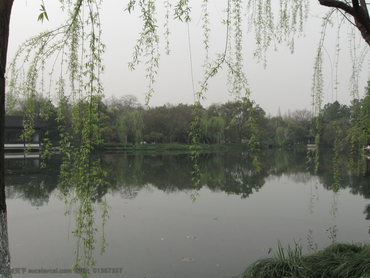 西湖 风景 杭州 湖水 柳树 柳枝 绿色植物 树 西湖风景 杨柳 水中到影 杭州西湖 图