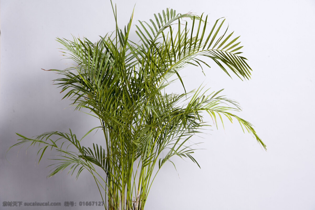 凤尾竹 叶子 绿叶 棕榈树 棕榈叶 设计摄影 生物世界 树木树叶