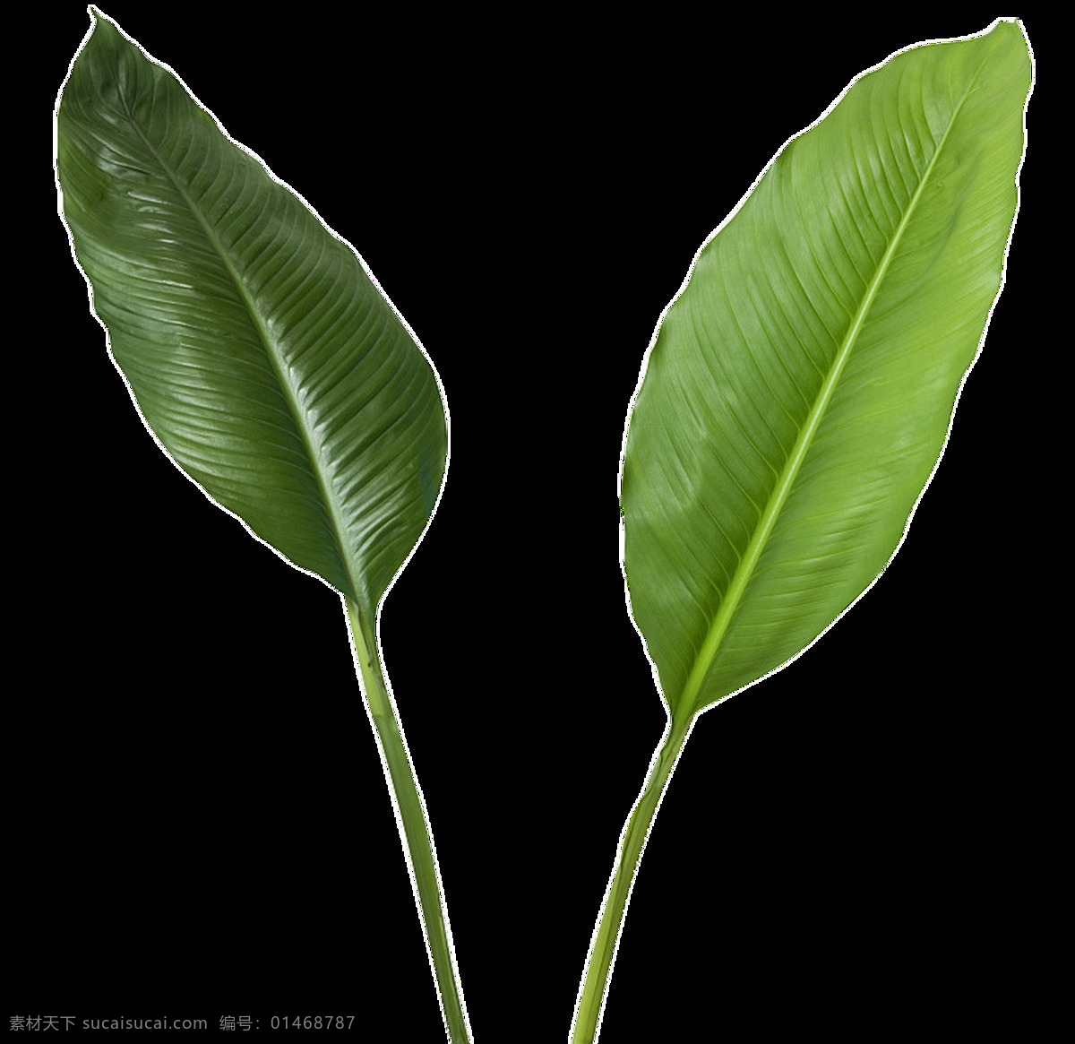 正反 面的 两 片 叶子 透明 植物 绿色 免扣素材 树叶 透明素材 纹理 叶片 装饰图片