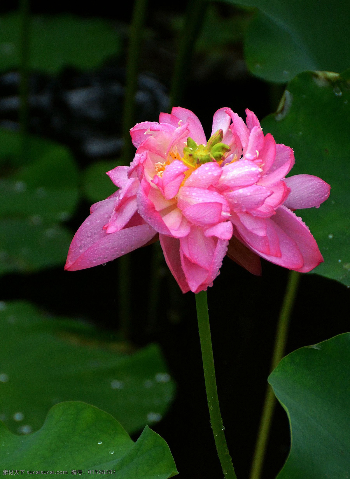 雨中荷花