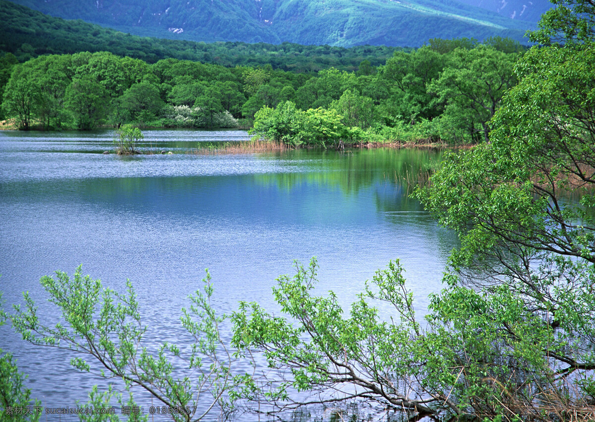 树免费下载 风景 山水风景 摄影图 树 植物 自然景观 水 家居装饰素材 山水风景画