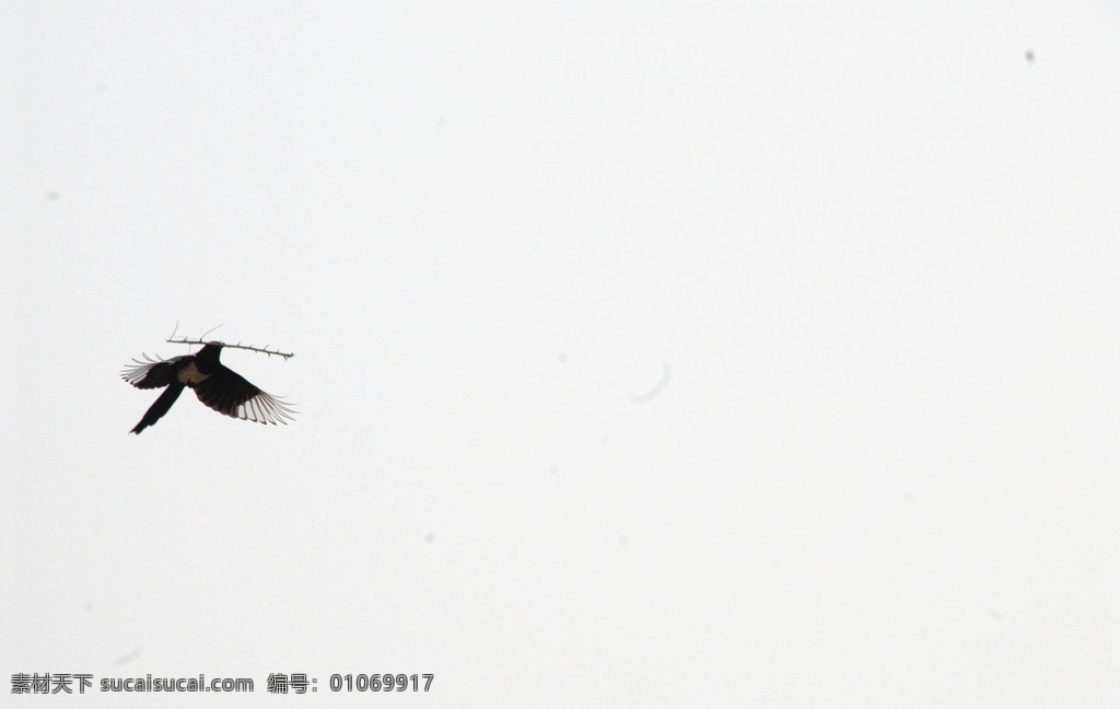 喜鹊衔枝筑巢 喜鹊 衔枝 筑巢 天空 飞翔 鸟类 生物世界