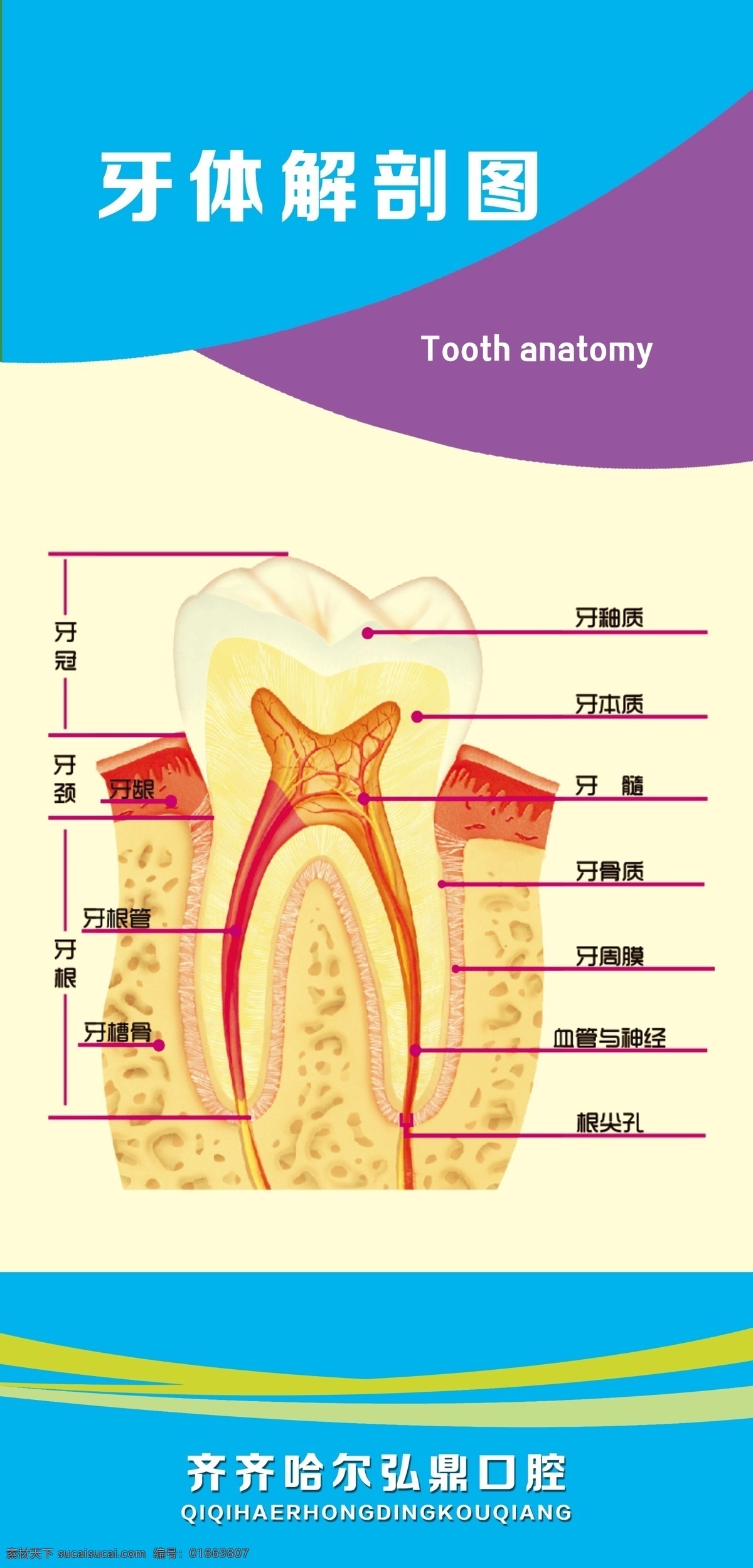 解剖图 牙齿 相纸 宣传 口腔