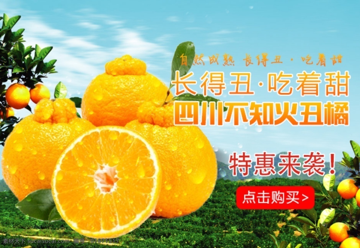 不知 火 丑 橘 田野 风 banner 不知火丑橘 田野背景 原生态 广告 电商 图 相关