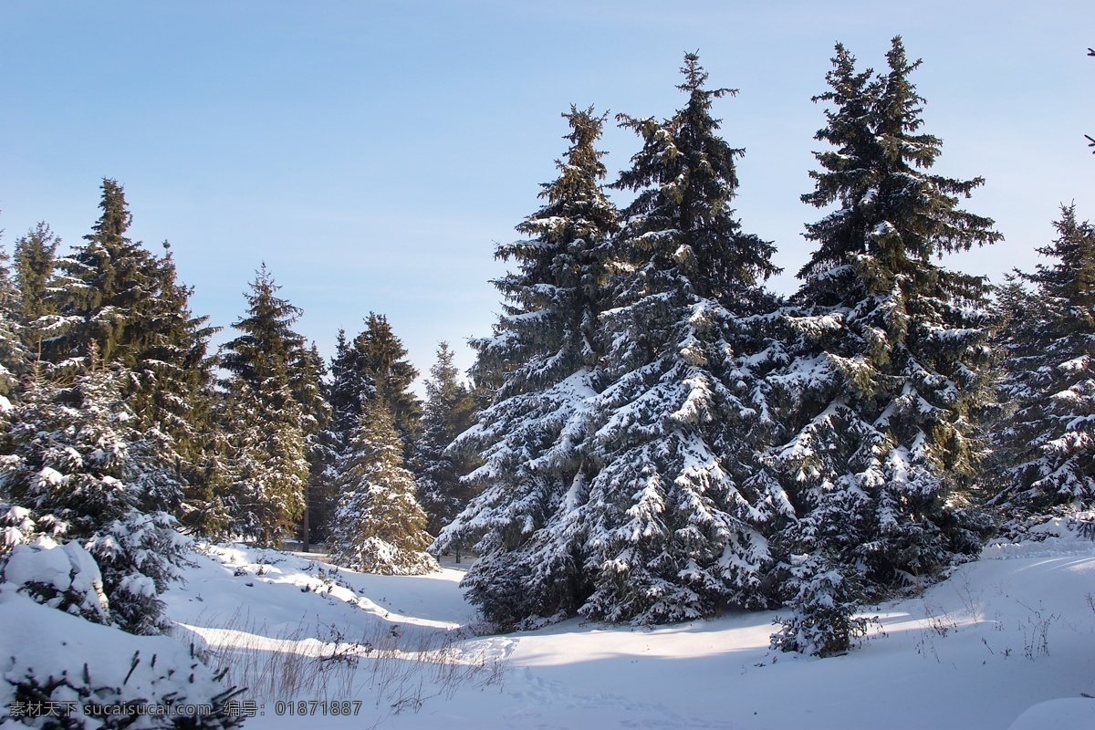 美丽 树林 雪景 冬天雪景 冬季 美丽风景 美丽雪景 白雪 积雪 风景摄影 树木 雪地 雪景图片 风景图片