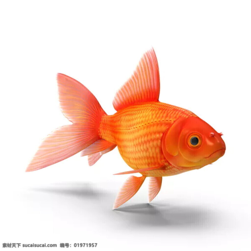 海洋 动物 元素 动物元素 工业饰品 工业元素 工业装饰 海洋动物 金鱼 生活百科