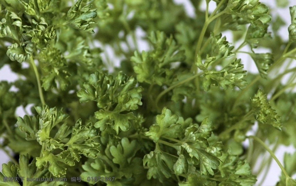 翠绿的香菜 香菜 有机蔬菜 绿色蔬菜 新鲜蔬菜 农产品 菜篮子 菜叶子 嫩叶 嫩绿的豌豆尖 叶子菜 菜蔬 果蔬 超市专供 农贸市场 餐桌 节日庆祝 生物世界 蔬菜