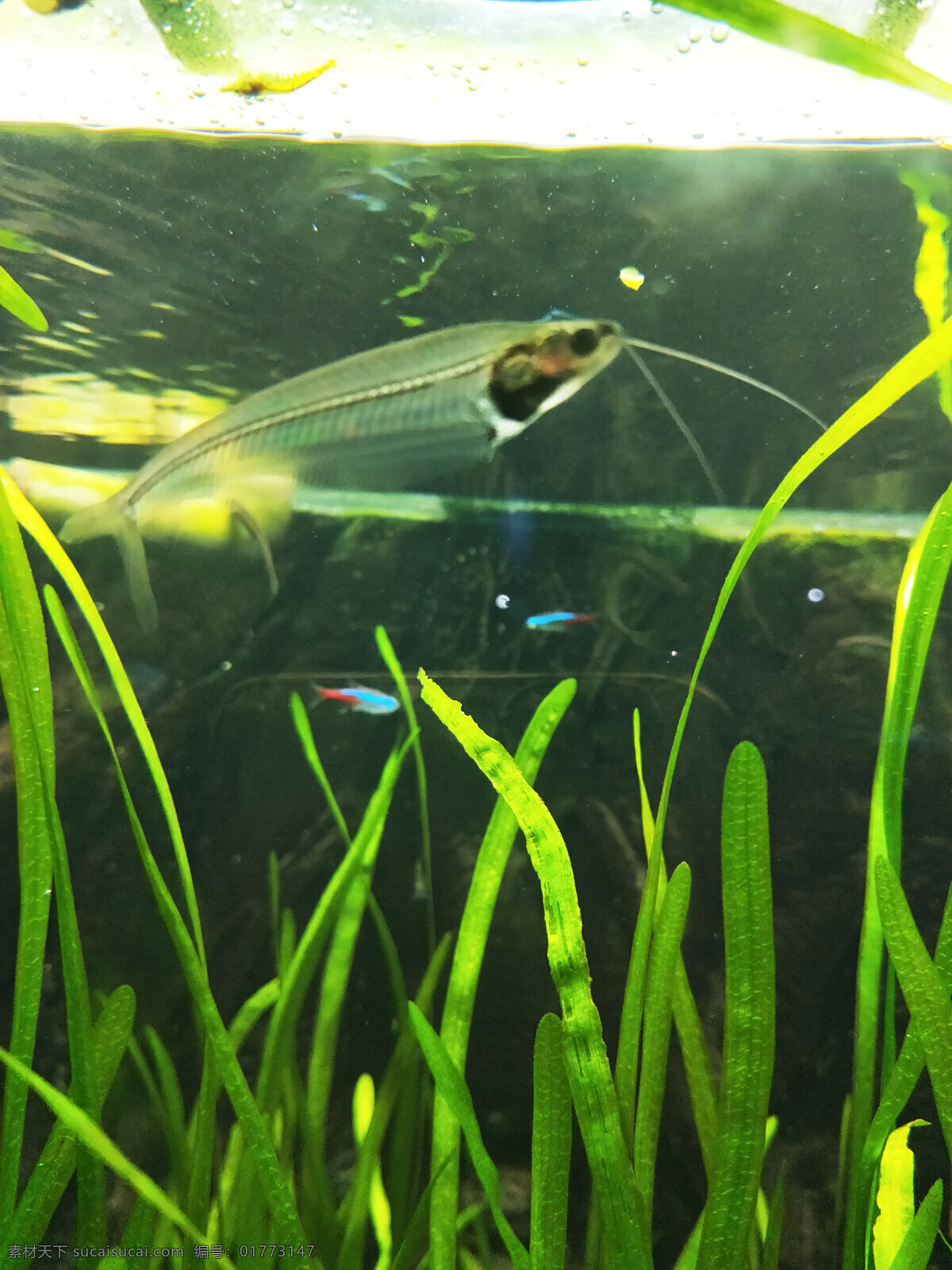 海底世界 海底 鱼 珊瑚 海龟 热带鱼 咸水鱼 海洋生物 海洋景观 鲸鱼 鲨鱼 乌龟 鲤鱼 钓鱼 金鱼 锦鲤 大海 海鱼 海洋馆 海洋世界 海洋 海底总动员 海豚 海底背景 海洋背景 水族馆 水族世界 深海鱼宫 水下世界 海底鱼 海洋鱼 海底生物 鱿鱼 鱼群 虾 水母 海马 河鱼 观赏鱼 海蛇 旅游摄影 国内旅游