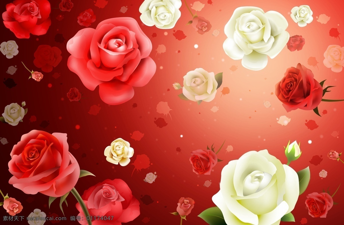 玫瑰花背景 玫瑰花 背景 红玫瑰 白玫瑰 花朵 盛开 生物世界 花草