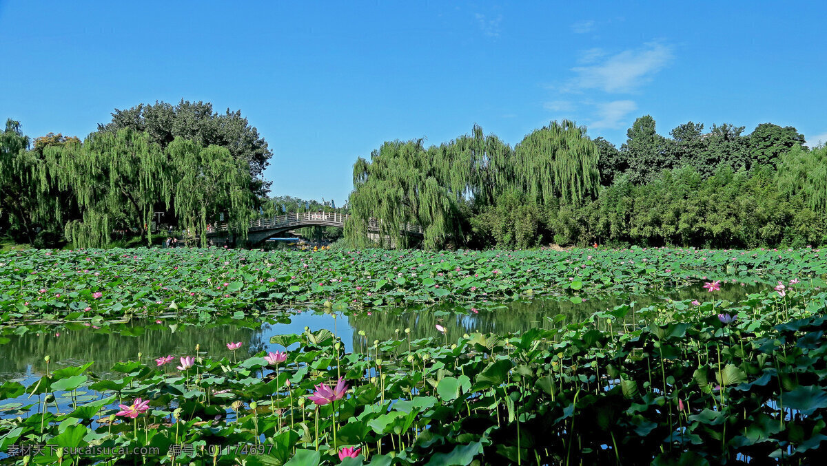 北京 紫竹院 公园 风景
