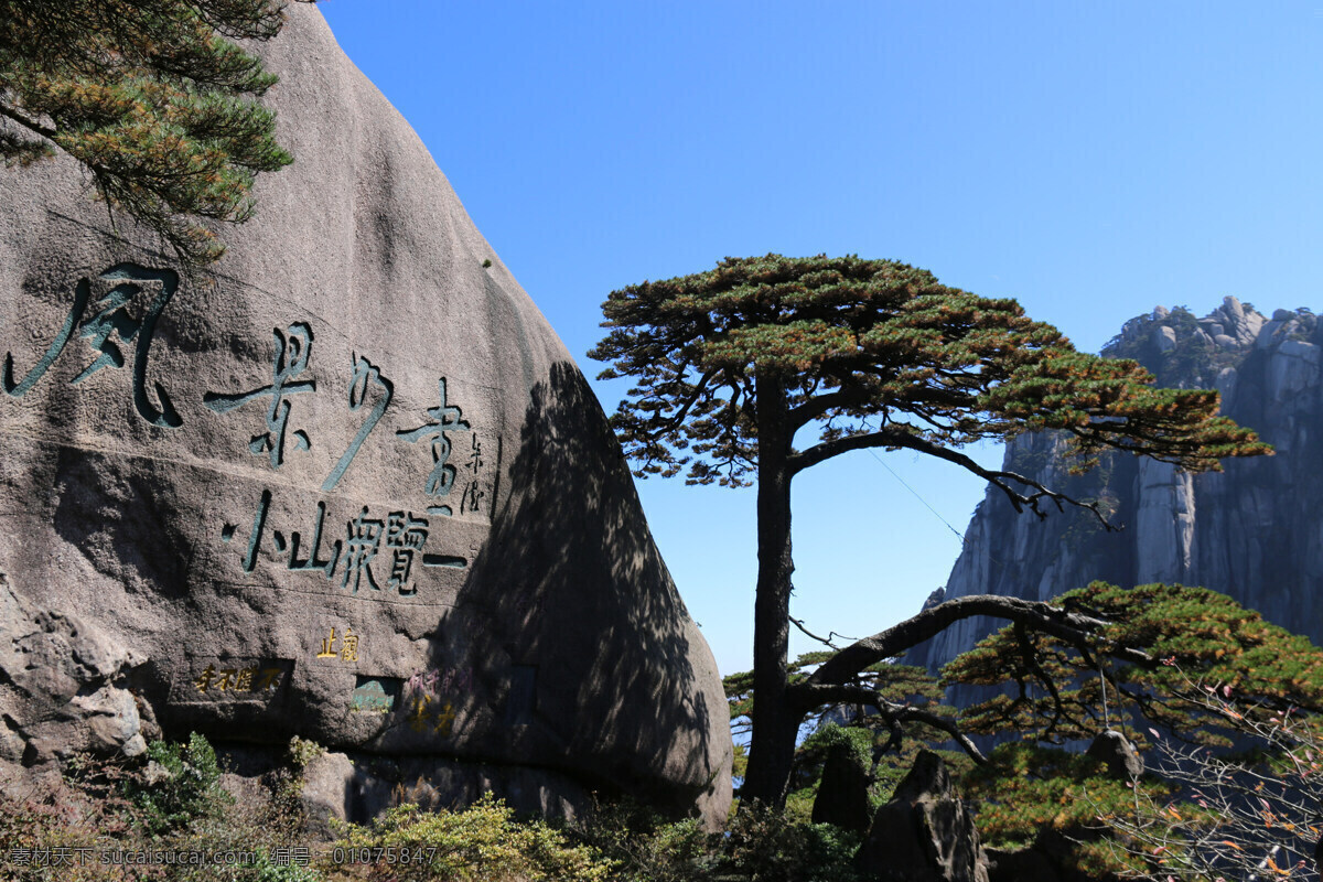 黄山 迎客松 风景 松树 自然景观 山水风景