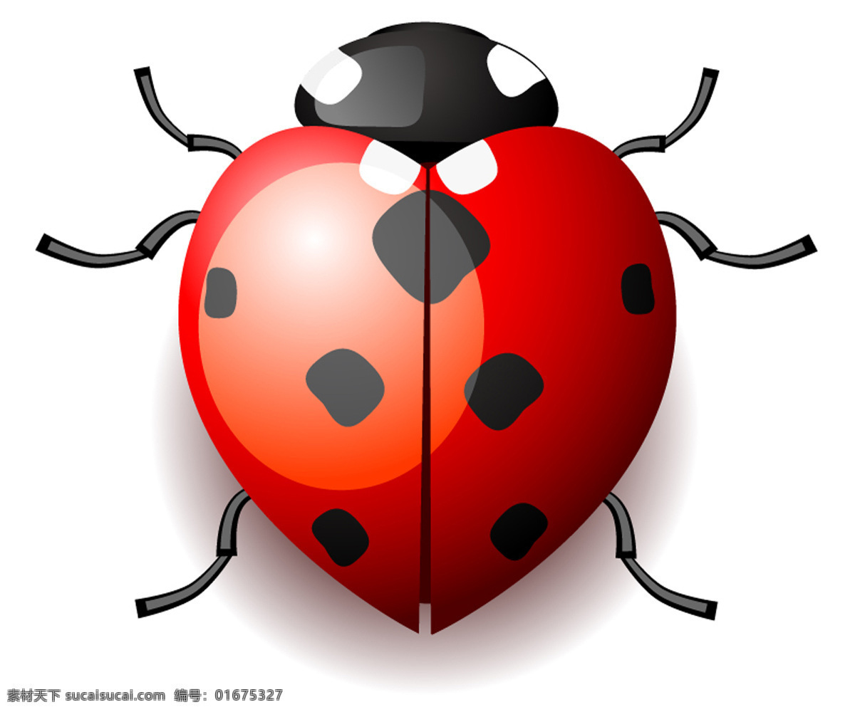七星瓢虫 昆虫 小虫子 红色 小动物 生物世界