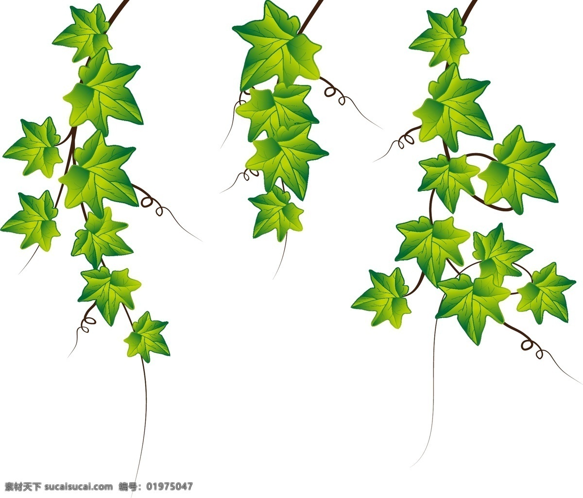 爬山虎 藤蔓 花边 绿叶 绿叶花边 装饰花边 树叶 植物 藤 树叶素材 花草 梦幻 动感树叶 绿色树叶素材 绿色植物 绿色装饰素材 精美 树枝 树藤 春季素材 春天素材 春天 春季 绿色 清新花纹 简洁花纹 矢量黑白花纹 绿色树叶 绿色树藤 矢量树枝