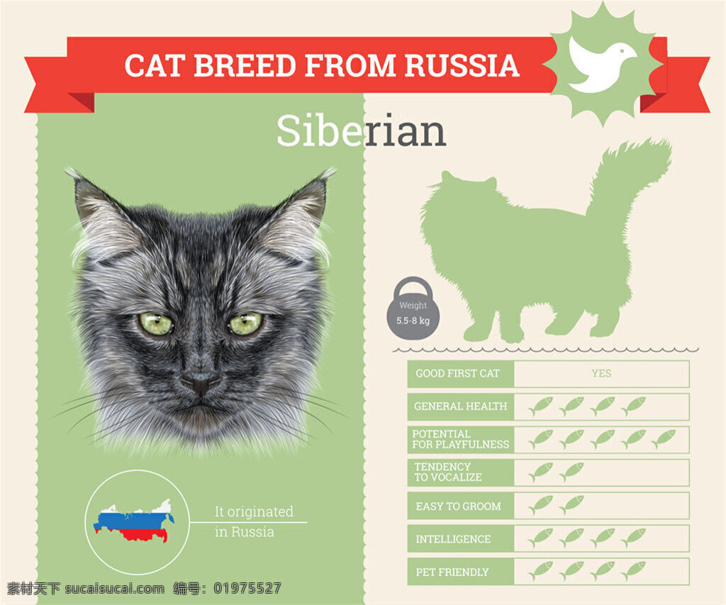 西伯利亚猫咪 国短毛猫 卡通小猫 卡通猫咪 卡通动物 宠物猫 信息图表 图表设计 商务金融 矢量素材