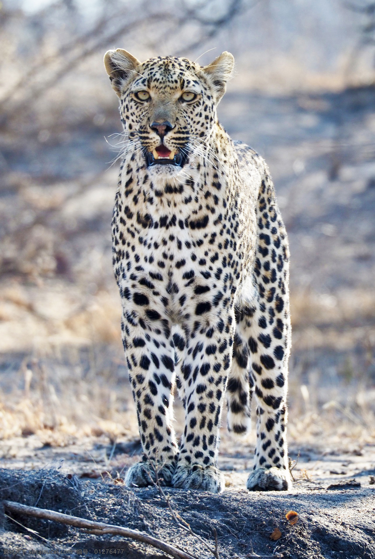 豹子 豹 panthera pardus 金钱豹 文豹 银钱豹 leopard panther 花豹 动物 猫科动物