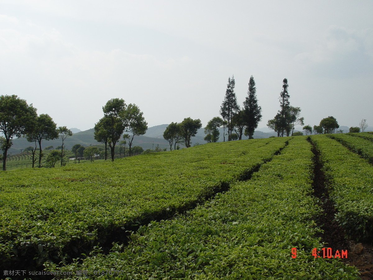 普洱茶茶园茶山茶地茶芽素材图片下载-素材编号01876777-素材天下图库