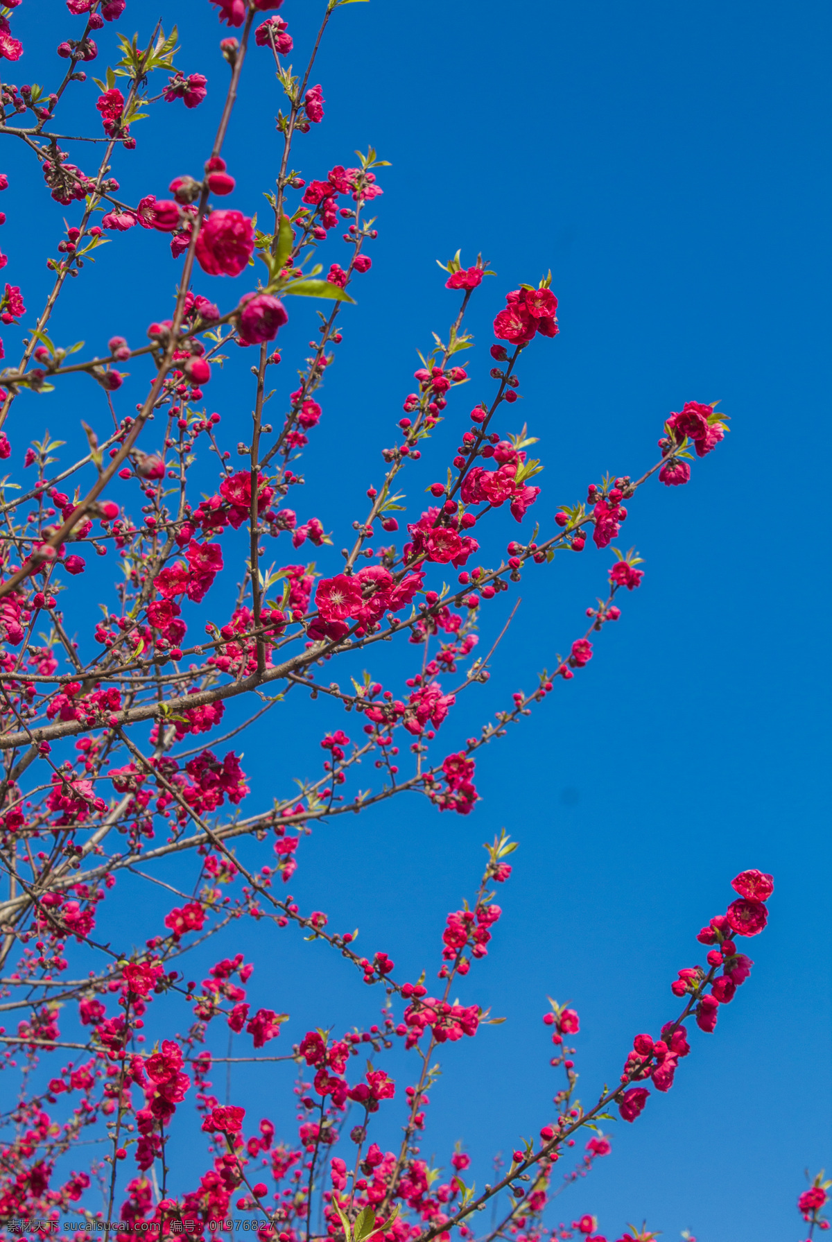 蓝天 下 桃花 商用 花朵 桃花树 植物 风景 风光 春天