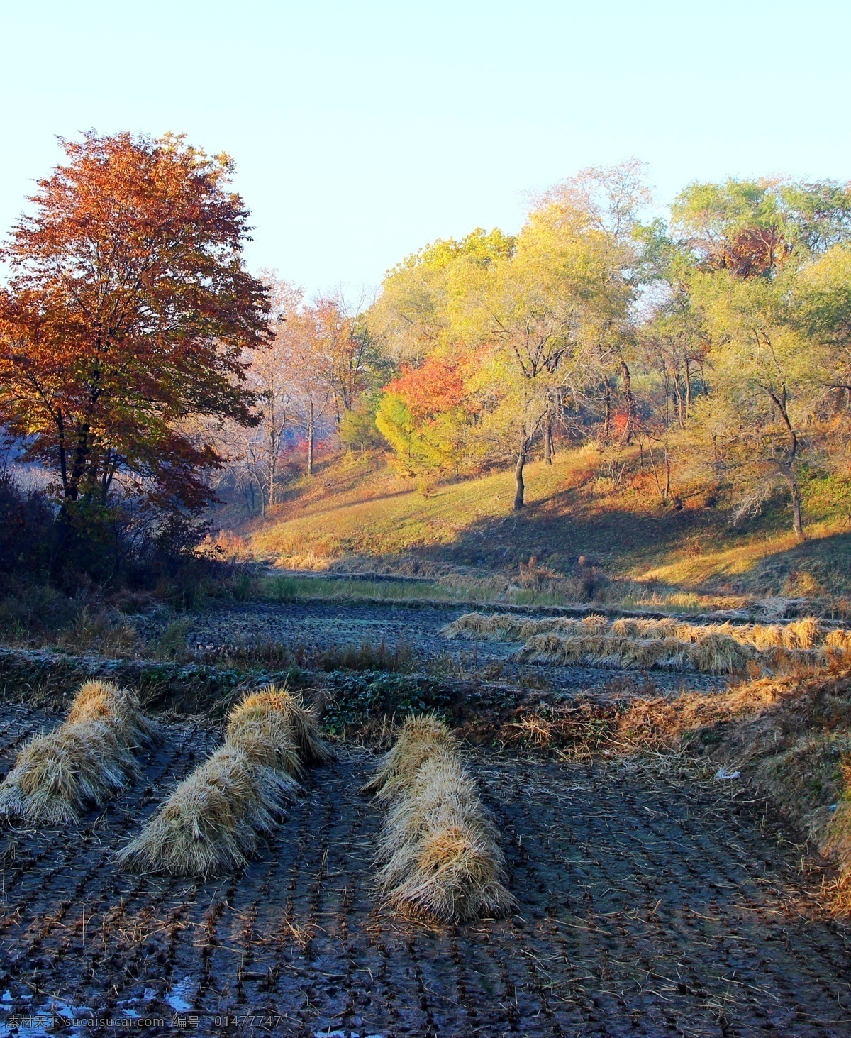 山坡秋色 秋天 秋季 山坡 农田 田地 风景 乡村 黑色