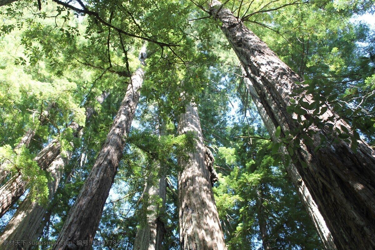 红豆杉 树木 杉木 杉树 参天大树 大树 树干 保护植物 珍稀植物 活化石 林木 林场 树林 密林 生物世界 树木树叶