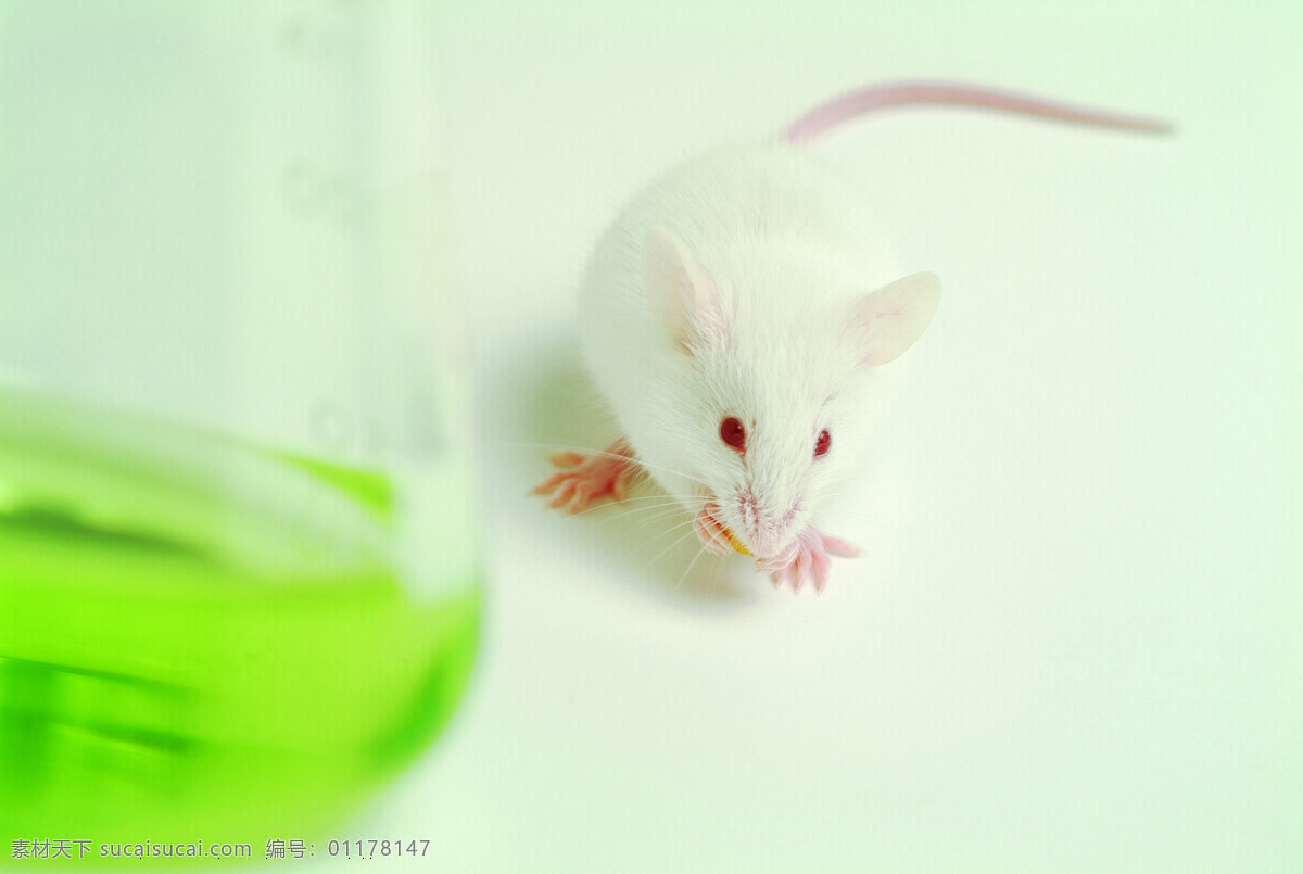 小白 鼠 科学研究 实验 小白鼠 科技图片 现代科技
