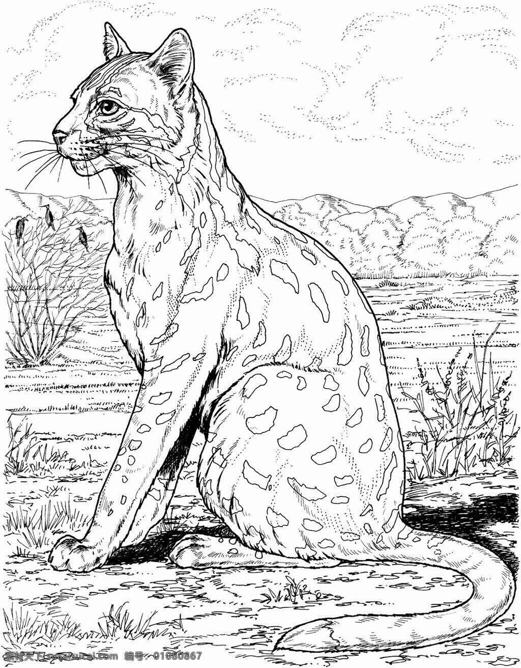 猫科动物素描 动物手绘画 设计素材 动物专辑 素描速写 书画美术 白色