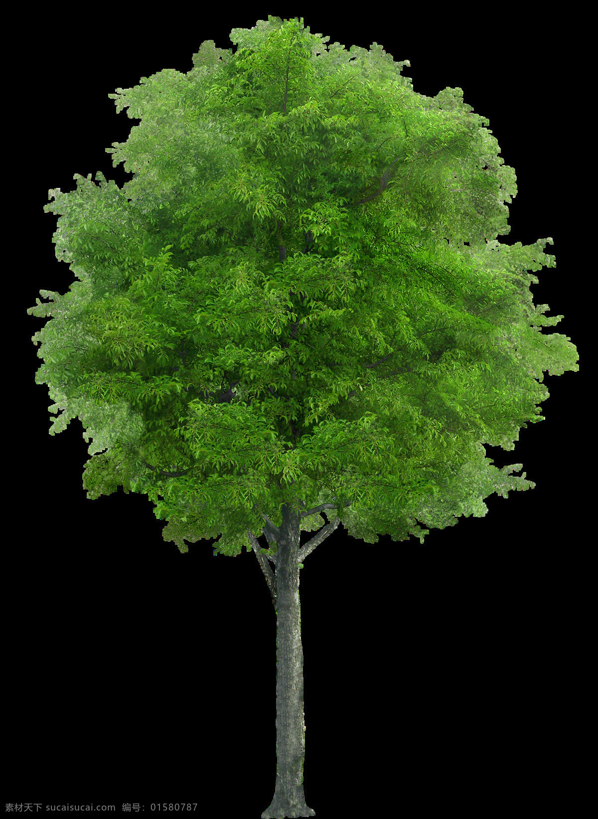 漂亮 绿树 免 抠 透明 图 层 景观植物 植物图片 设计素材 树木背景 林木 植树节 透明图 大树 植物 树叶 园林 树木 景观 植物素材 树木树叶 绿色素材