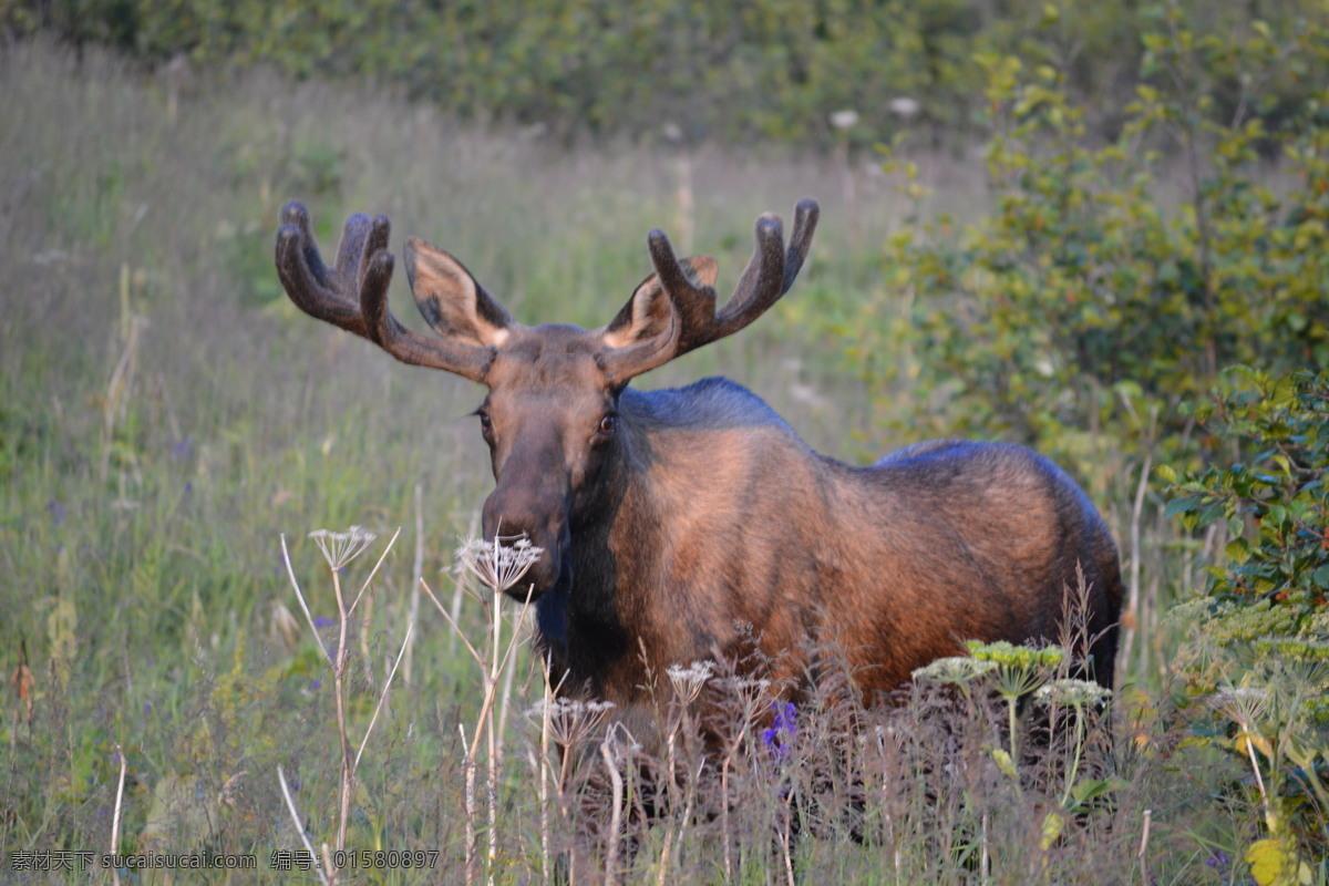 四不像 moose 麋鹿 美国 旅游 动物 国家公园 生物世界 野生动物