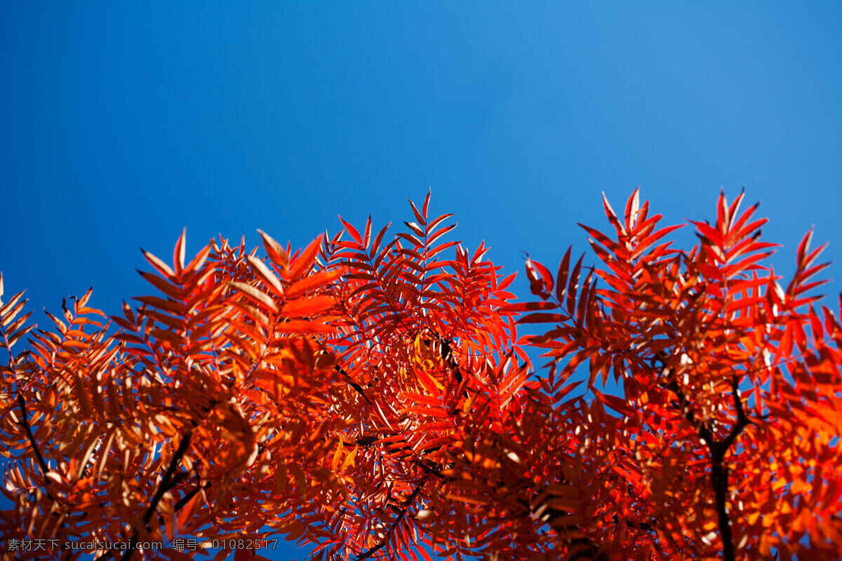 美丽 红色 树叶 树 植物 山水风景 风景图片