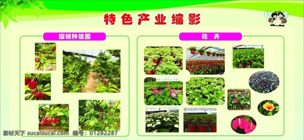 特色产业缩影 红掌 白掌 樱桃 邹菊 花卉展板 花卉 花 绿色背景 绿色植物 特色产业 促进产业发展 展板模板